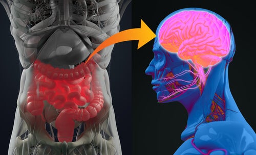 Bowel and Brain - The Connection