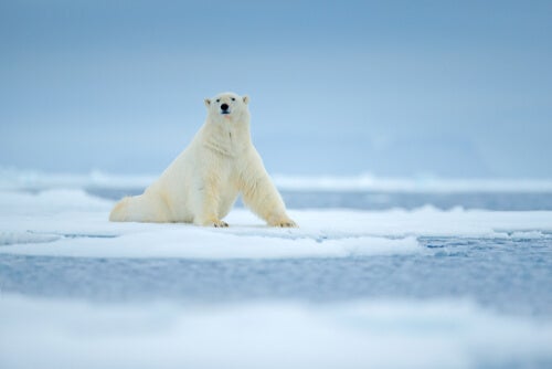 A polar bear on some ice.