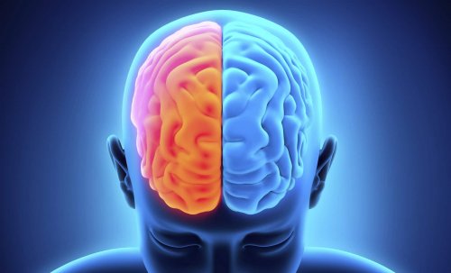 The two brain hemispheres representing neural language network models.