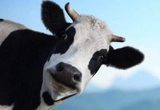 A cow.