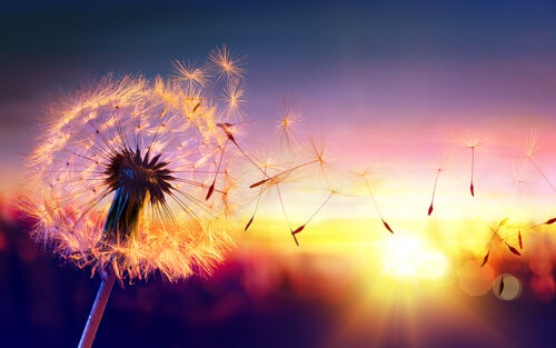 A dandelion at sunrise.