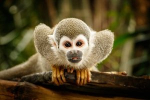 Ethology: The Science of Animal Behavior