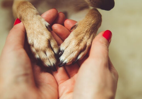 A woman holding an animal's paws in her hands.
