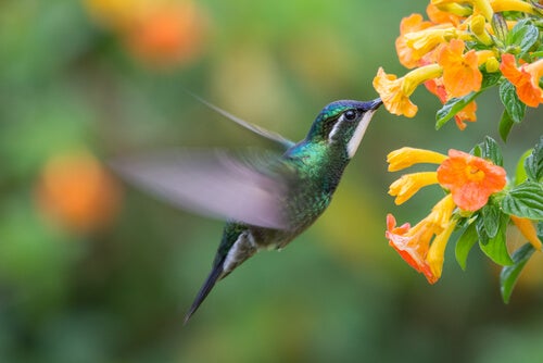 A hummingbird drinking nectar from a flower.