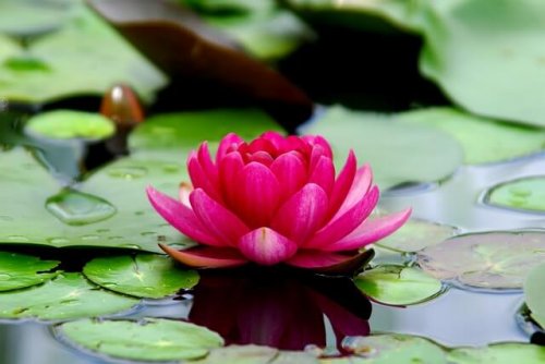 A lotus flower.