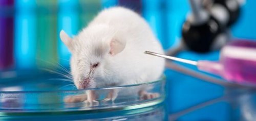 A mouse in a lab.