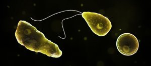 Brain Eating Amoeba - Description and Causes