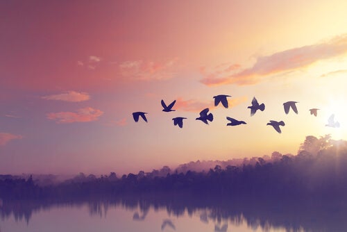 Birds flying by a lake.