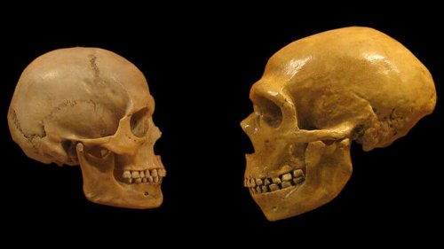 Two human skulls.