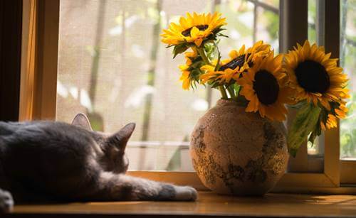 A cat at a window.