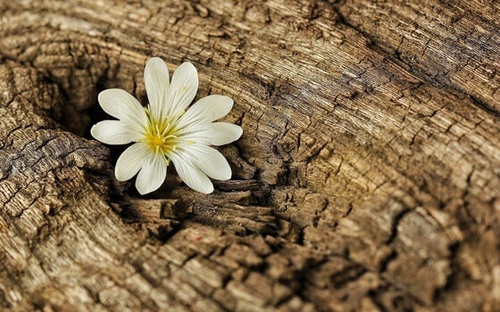 A flower in a trunk.