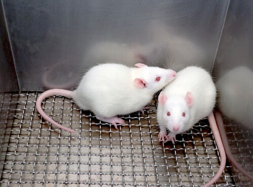A couple of mice deprived of their freedom.
