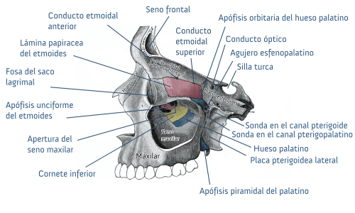 Anatomy of a skull.