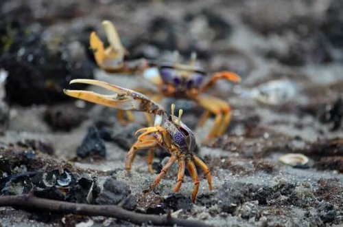 Two crabs, similar to the ones mentioned in the third of the tales about envy.