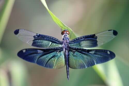 The Dragonfly Metaphor and Life Cycles