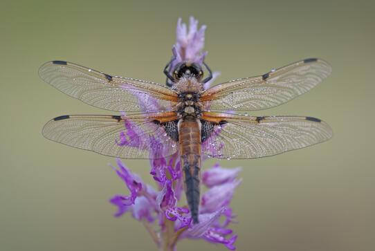 A dragonfly on a flower.