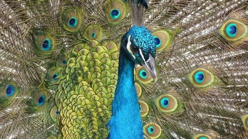 The peacock from the first of the tales about envy.
