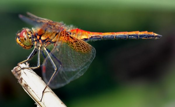 A red dragonfly.
