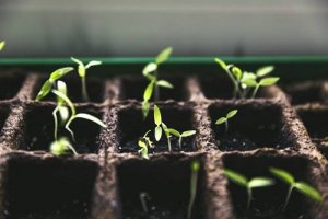 Creating a Vegetable Garden at Home during Lockdown