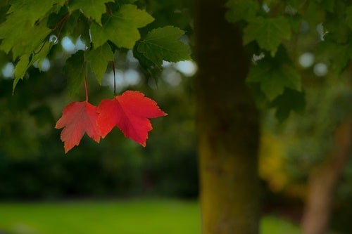 Two red leaves on a tree.