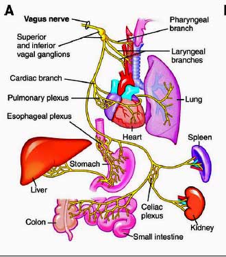 The vagus nerve.