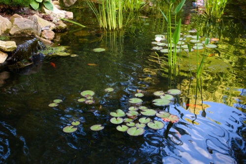 A fish pond.