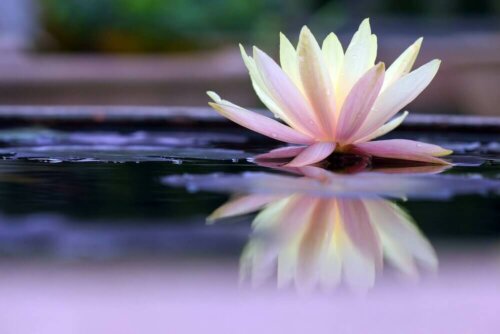 A water lily that's part of an ancient Zen legend.