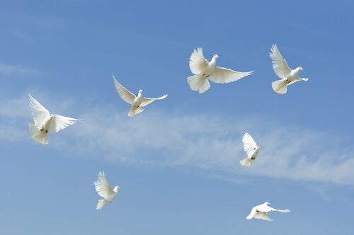 Doves flying in the sky.