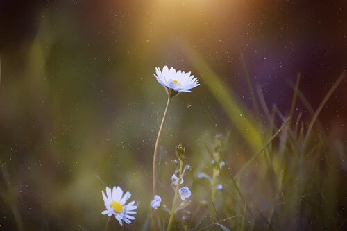 Some wild flowers.