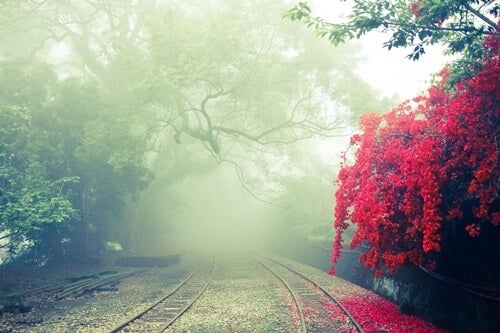 A misty forest.