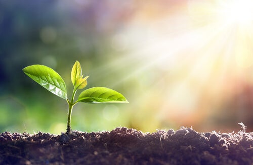 A plant growing in the dirt.