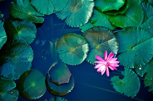 The Pond, an Ancient Zen Legend