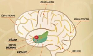 The Entorhinal Cortex and Memory