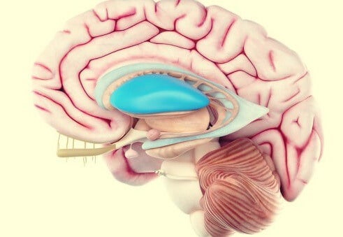 En modell av en hjärna.