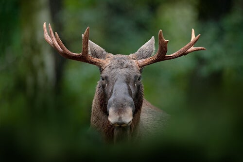 A moose out of focus.