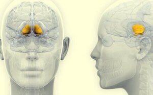 Basal Ganglia - Anatomy, Physiology, and Function