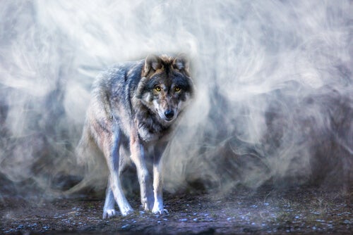 The Legend of the Astur Wolf and Balance