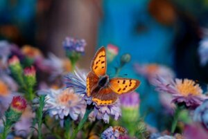 The Most Beautiful Flower - A Japanese Fable