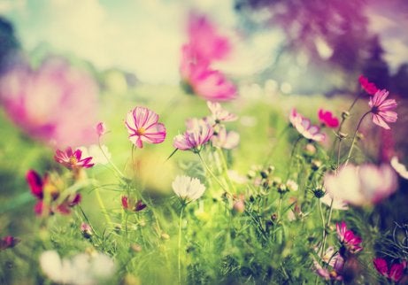 The most beautiful flower in the garden - a Japanese fable.