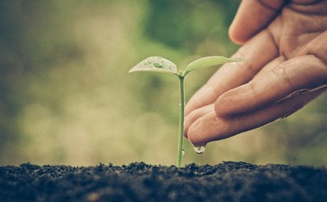 A seedling.