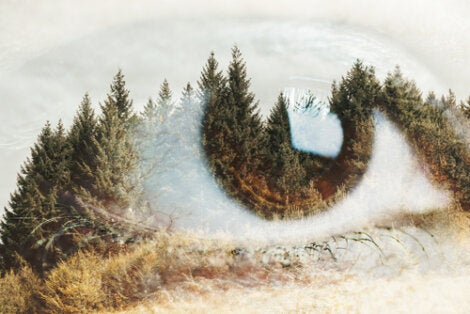 An eye overlaid on a pine landscape.