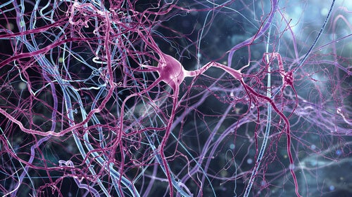 Pink neurons.
