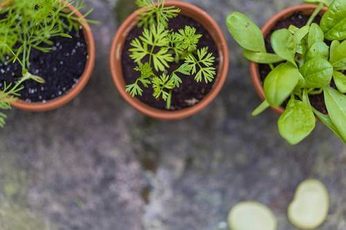 A few plants.