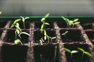 Gardening At Home: More Than a Trend