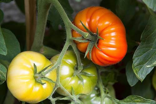 Tomatoes growing on the vine.