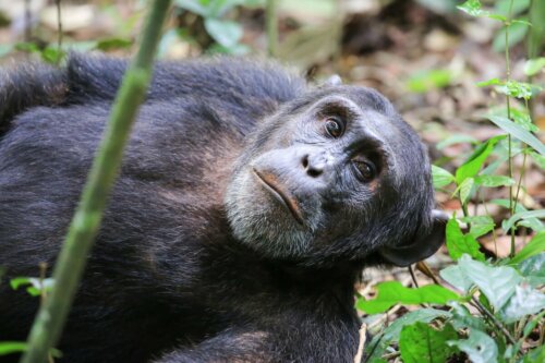 A Washoe chimpanzee.