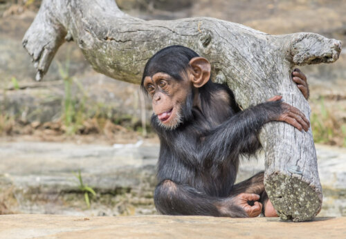 A baby chimpanzee.
