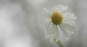 Adversity Doesn't Always Make You More Resilient