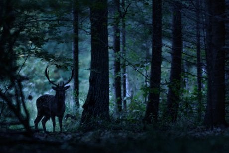 A deer in a forest.