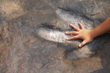 A dinosaur footprint.